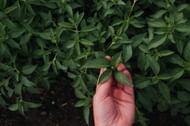Sarsaparilla (Image via Unsplash/Melody Zimmerman)